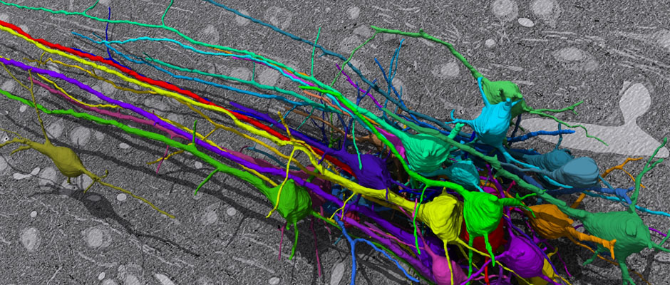 Group of pyramidal neurons of mouse cortex reconstructed from SEM images. (D. Berger).